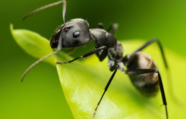 controlling garden ants