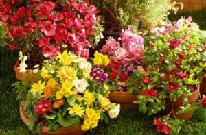 5 Flower Gardening Tips for Beginners | Home Gardening Tips